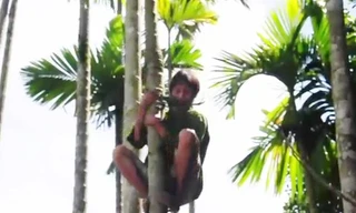  'Người rừng' Hồ Văn Lang thoăn thoắt trèo cây hái lan, bẻ cau