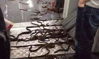 Lươn bò lổm ngổm trên sàn tàu.