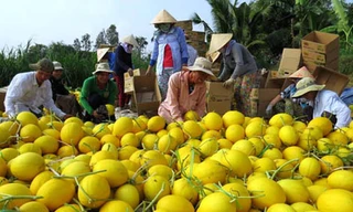 Nông dân Đồng Tháp năm nay kiếm bộn tiền nhờ dưa lê vàng được mùa. Ảnh: Nam Lê/VnExpress