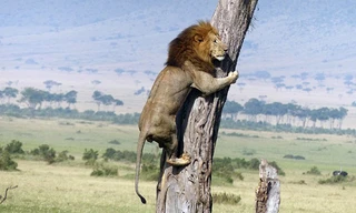 Cảnh tượng sư tử leo cây để chạy trốn đàn trâu, khiến nhiều người không khỏi sưng sốt.