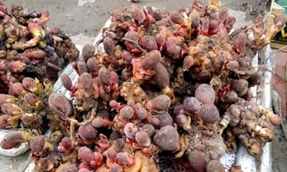 Nấm ngọc cẩu được bày bán như rau tại chợ TP Lai Châu.