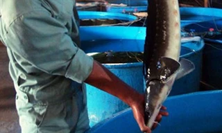 Hiện nhiều doanh nghiệp nuôi cá nước lạnh ở Lâm Đồng chỉ nuôi cầm chừng. Ảnh: K.D.