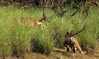 Cận cạnh hổ dùng chiêu phá bầy, truy sát hươu sao
