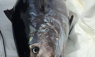 Bé trai 10 tuổi câu được cá ngừ 220 kg