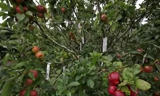 Kỳ lạ cây táo cho 250 loại quả khác nhau