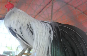 Cận cảnh những chú gà 'siêu dị' ở Bến Tre