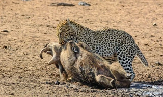 Say ngủ, lợn rừng bị báo đốm đoạt mạng bằng cú đòn hiểm