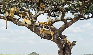 Cảnh tượng đáng kinh ngạc này được chụp tại vườn quốc gia Serengeti ở Tanzania, bởi nhiếp ảnh gia nghiệp dư Alexandr Kirichko, 50 tuổi, người Ukraina. 