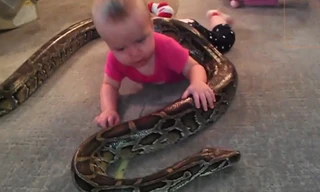 Bé 14 tháng chơi với trăn “khủng” dài 4m