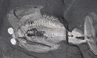 Hóa thạch của loài Odaria alata. Ảnh: Jean Bernard Caron/Royal Ontario Museum.