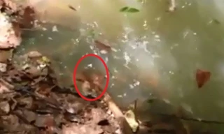 Giật bắn mình xem người đàn ông dùng que 'trêu' rắn