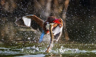 Cuộc chiến sinh tử giữa rắn nước và chim bói cá