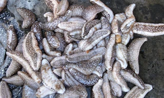 Hải sâm được bắt để làm thức ăn, phơi khô ngâm rượu chứ không bán, dù đây là loài hải sản đắt tiền. 