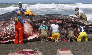 Cuộc "khám nghiệm tử thi" được tiến hành ngay tại bờ biển.