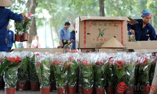 Việc bỏ hoa trong những thùng cát tông có chữ nước ngoài khiến nhiều người hoài nghi về nguồn gốc của hoa đang trang trí. Ảnh: Infonet.