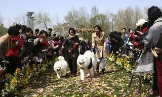 Đám cưới chó cưng đầu tiên ở Trung Quốc