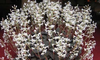 Được đồn thổi là "siêu thần dược", lan kim tuyến đã bị khai thác đến cạn kiệt.