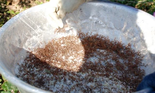 Săn trứng kiến giữa rừng sâu kiếm tiền triệu