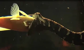 Kỳ lạ loài rắn dùng “râu” quyến rũ con mồi