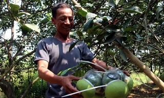 Chùm bưởi hồ lô 4 quả trên cùng một cuống có giá trên 10 triệu đồng. Ảnh: Hoàng Trường.