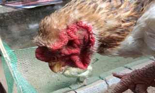 Mí mắt của gà thuần chủng.