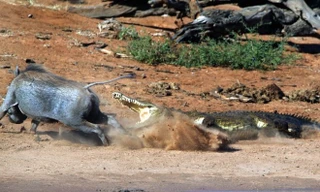 Lợn rừng suýt chết trong hàm răng sắc nhọn của cá sấu