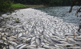 Sáng ngày 8/8, chồng bà Vương, một người dân ở làng Ngọc Thạch, Giang Tây, Trung Quốc trong lúc đi thăm hồ nuôi cá đã phát hiện hàng ngàn xác cá chết hàng loạt. 