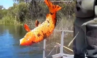 Cá cảnh hóa thành 'quái vật' sông ở Australia