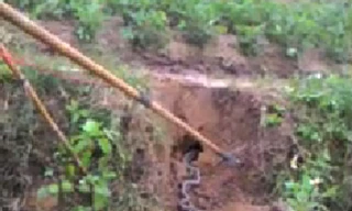 Clip bắt 2 con rắn hổ mang nặng 1kg bằng kích điện