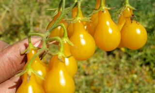 Cà chua bi hình trái lê hớp hồn bà nội trợ