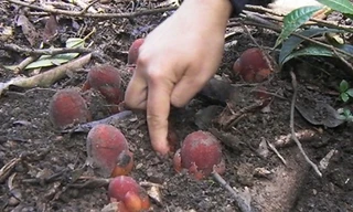 Nấm Ngọc cẩu mọc nhiều trên đỉnh Tây Côn Lĩnh. 