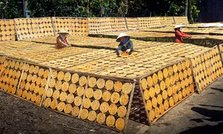 Để miếng chuối thành phẩm có màu vàng thì khâu phơi chuối là yếu tố quan trọng.