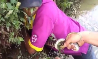 Clip hai thanh niên tay không đào hang bắt rắn hổ mang dài 2m