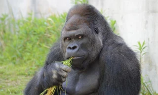 Khỉ đột Shabani nổi tiếng vì vẻ "đẹp trai", dáng chụp ảnh ấn tượng và được người hâm mộ đặt biệt danh "người đàn ông ưa nhìn". Ảnh: Higashiyama Zoo and Botanical Gardens.