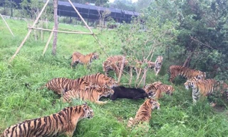 Vụ việc xảy ra tại công viên động vật hoang dã ở Thượng Hải.