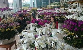Hàng ngàn chậu lan hồ điệp quý hiếm, rực rỡ sắc màu tại khu vực chợ hoa Quảng Bá.