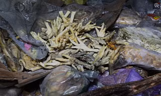 Chân gà thối vừa bị phát hiện ở tỉnh Hồ Nam. Ảnh: China Daily.