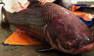 Chú cá hô nặng tới 135kg vừa được chuyển về TPHCM.