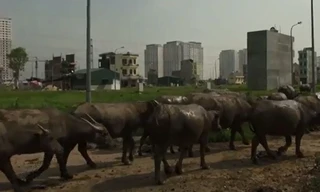 Đàn trâu tiền tỷ giữa thủ đô của chàng trai 29 tuổi