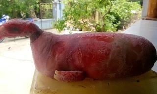 Xôn xao heo đẻ ra “quái thú” hình đầu gà