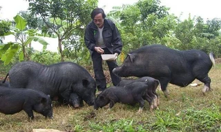 Cuộc sống đời thường thú vị của Giang Còi ở ngoại thành