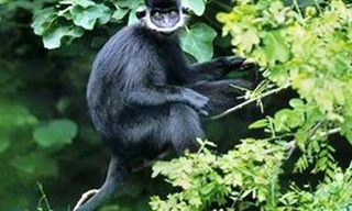 Tại khu vực núi đá vôi thuộc xã Thạch Hóa, (huyện Tuyên Hóa, Quảng Bình) người dân đã phát hiện trên 60 cá thể Voọc Hà Tĩnh quý hiếm.