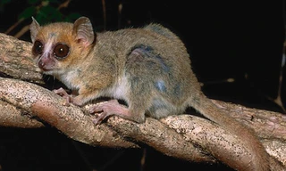 Tìm thấy hơn 600 loài sinh vật mới