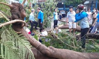 Từ sự cố cây đổ khiến học sinh tử vong, ghi lại ngay các quy tắc an toàn mùa mưa bão!
