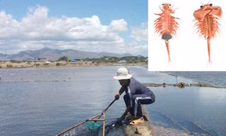 Thu hoạch artemia ở đồng muối Chí Công (Bình Thuận)	Ảnh: M.C Ảnh nhỏ: Artemia cái (trái) và đực (phải) Ảnh: Zabudo