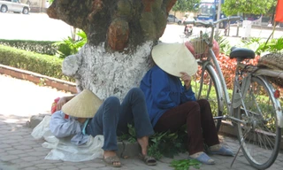 Vào rừng tránh nắng nóng