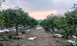 Thanh Hoá: Nhân rộng mô hình kinh tế hiệu quả để giảm nghèo