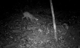 Phát hiện loài động vật quý hiếm được cho đã tuyệt chủng gần 100 năm trong rừng Xuân Liên