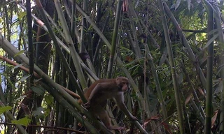 Phát hiện 5 loài linh trưởng quý hiếm tại Khu bảo tồn thiên nhiên ở Thanh Hóa