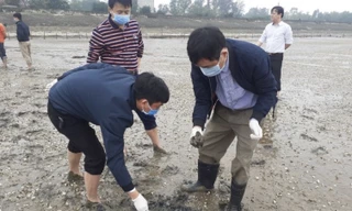 Người dân lo lắng khi ngao chết bất thường trên diện rộng